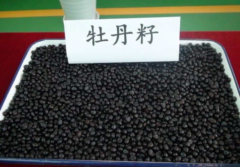 洛阳牡丹种籽牡丹花种子混色春播四季盆栽阳台药用观赏牡丹