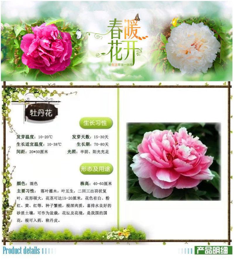 洛阳牡丹种籽牡丹花种子混色春播四季盆栽阳台药用观赏牡丹