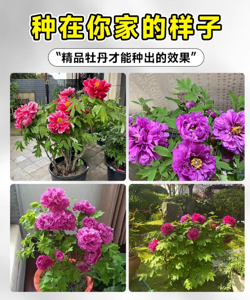 洛阳牡丹种籽牡丹花种子混色春播四季盆栽阳台药用观赏牡丹