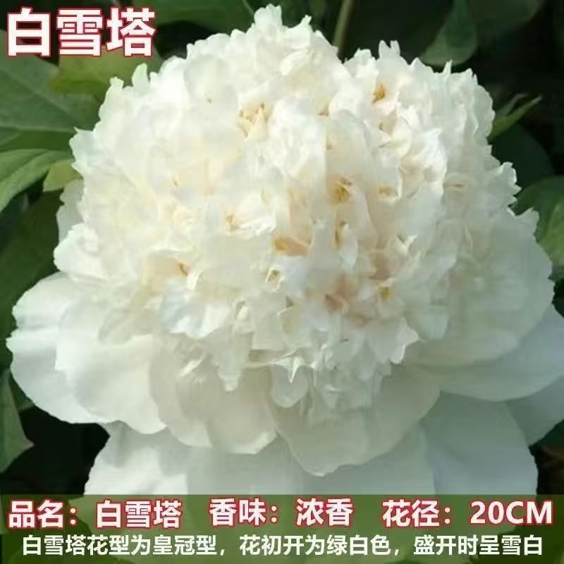 洛阳牡丹种籽牡丹花种子混色春播四季盆栽阳台药用观赏牡丹