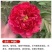洛阳牡丹种籽牡丹花种子混色春播四季盆栽阳台药用观赏牡丹