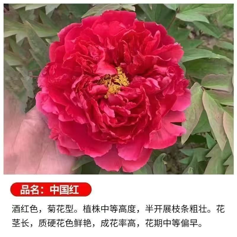 洛阳牡丹种籽牡丹花种子混色春播四季盆栽阳台药用观赏牡丹