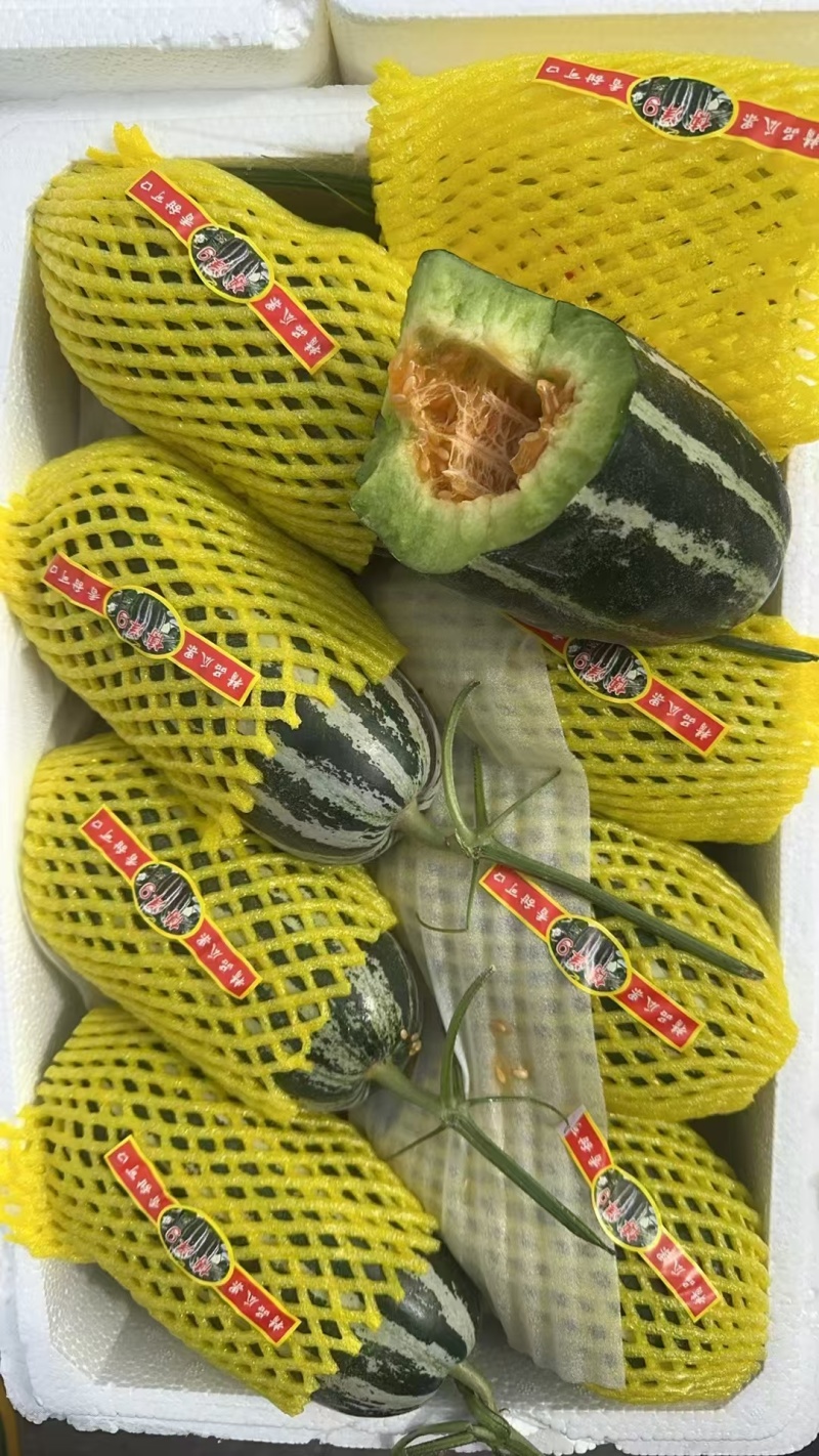 【推荐】山东禹城博洋9甜瓜，大量上货，万亩基地，欢迎来点