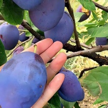 蓝蜜李子苗