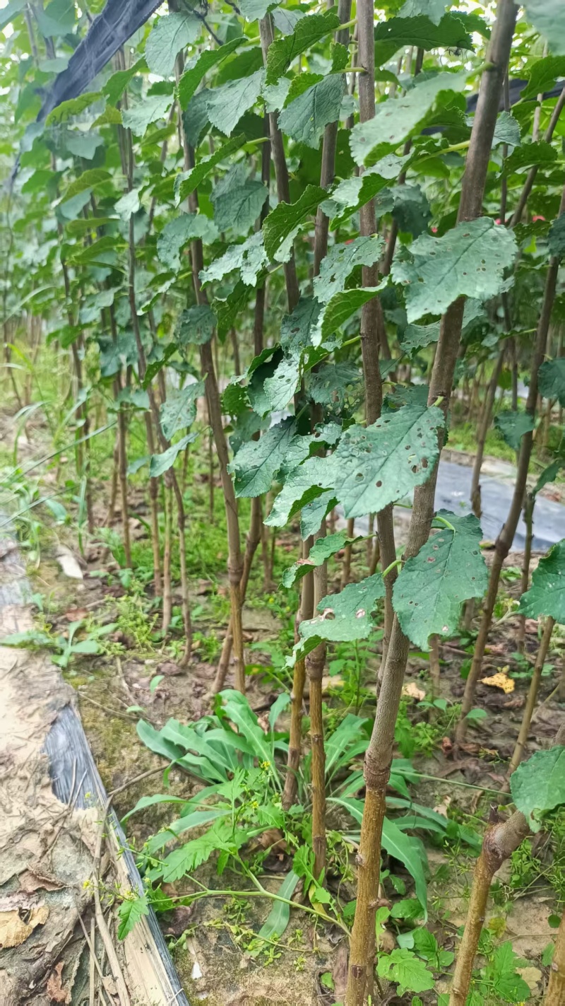 蓝蜜李子苗