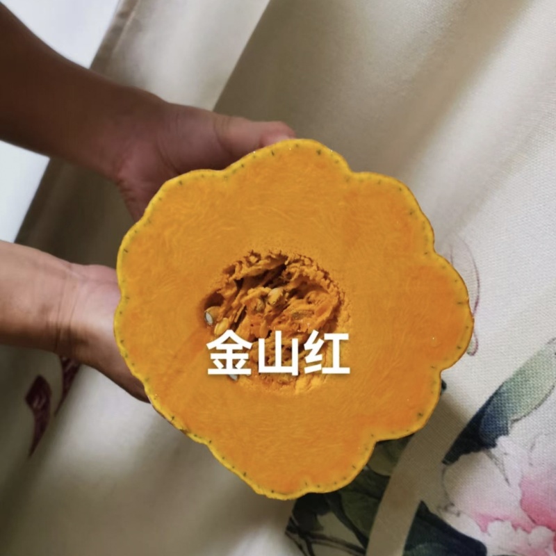海南金山红大果蜜本南瓜种子橘红肉厚腔小甜度高粉糯精品南瓜