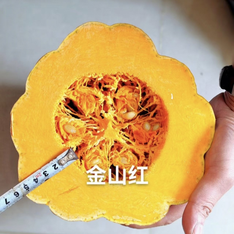 海南金山红大果蜜本南瓜种子橘红肉厚腔小甜度高粉糯精品南瓜