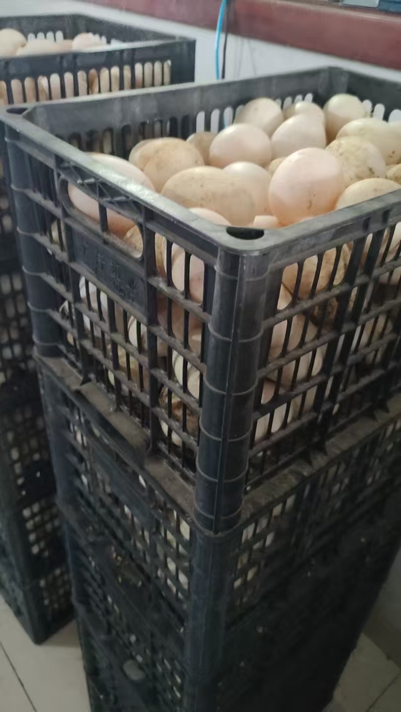 鲜鸭蛋精品双黄鸭蛋品质保证量大从优欢迎联系