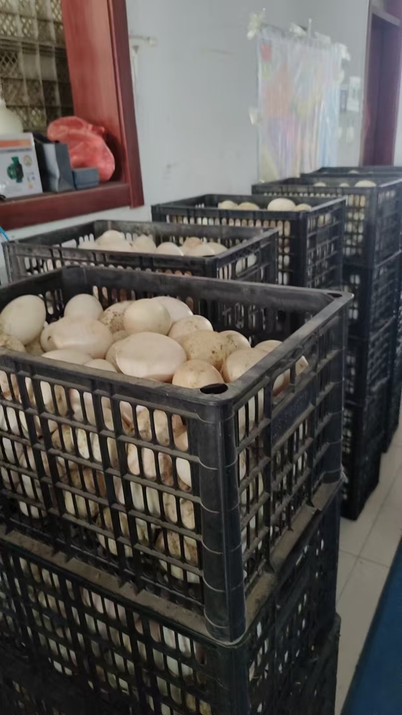 鲜鸭蛋精品双黄鸭蛋品质保证量大从优欢迎联系