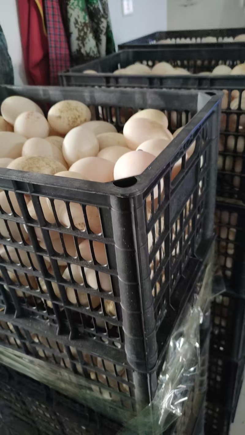 鲜鸭蛋精品双黄鸭蛋品质保证量大从优欢迎联系