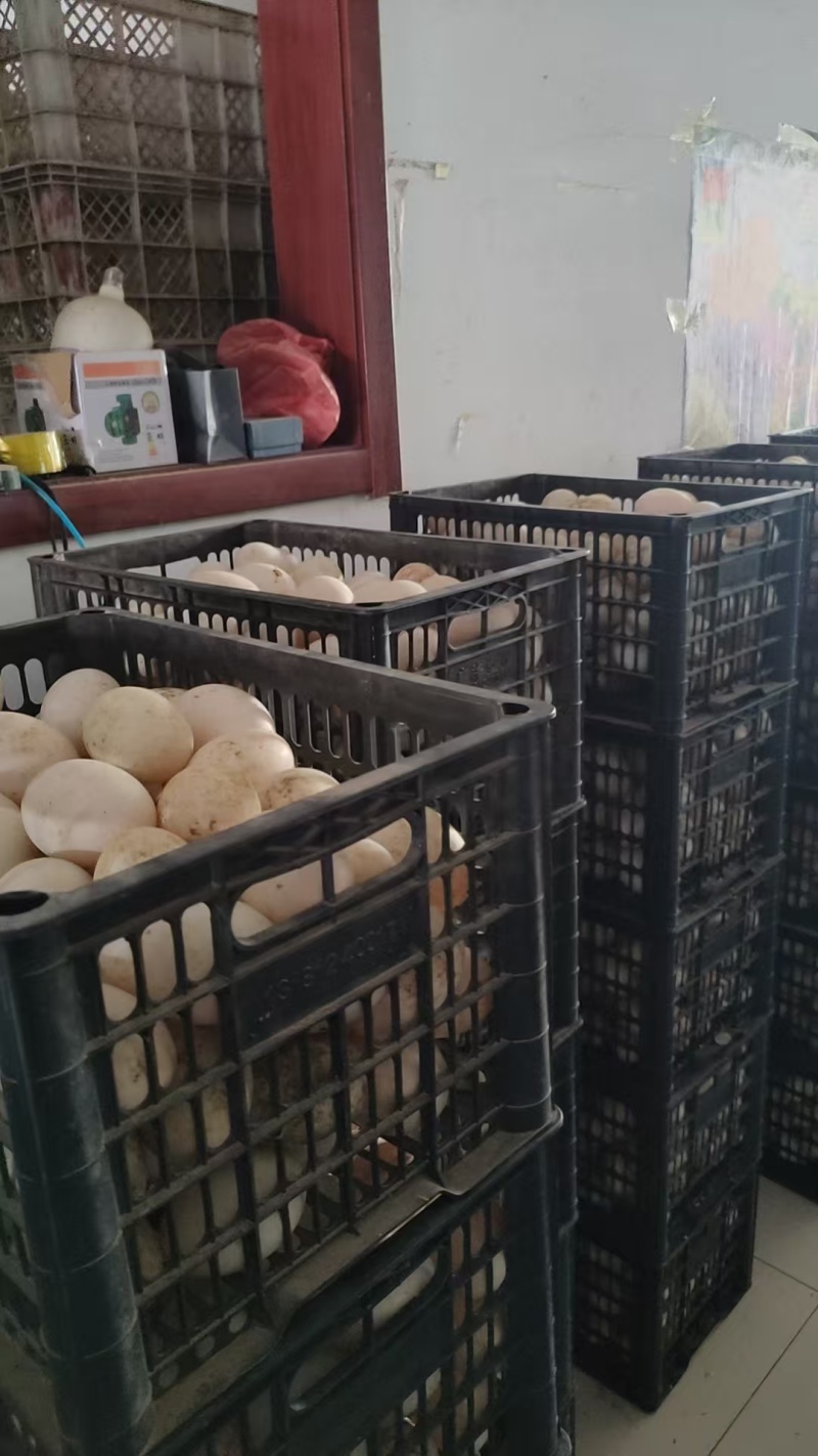 鲜鸭蛋精品双黄鸭蛋品质保证量大从优欢迎联系