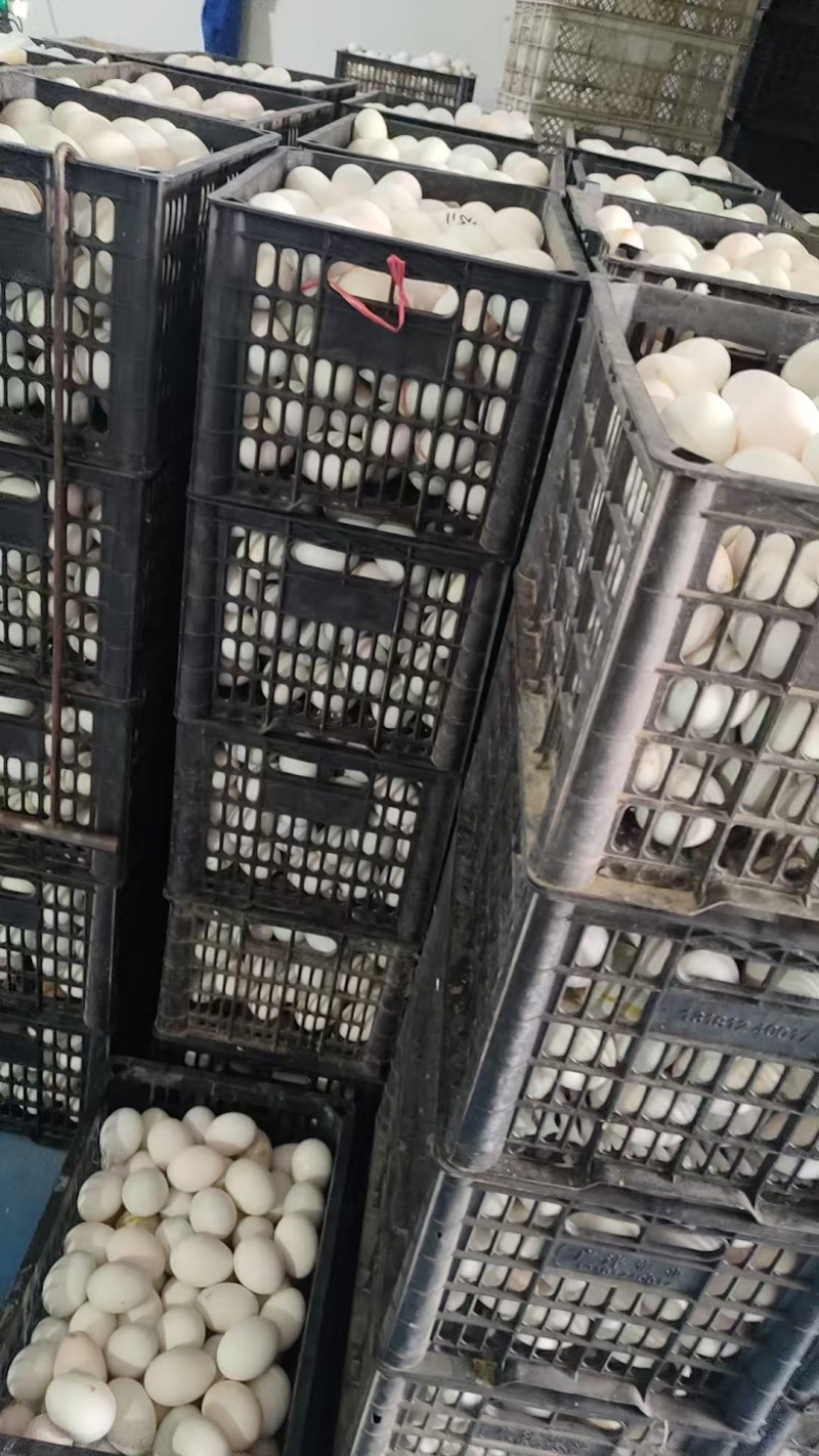 白蛋白鸭蛋鲜蛋厂家直供品质保证全国发货欢迎联系