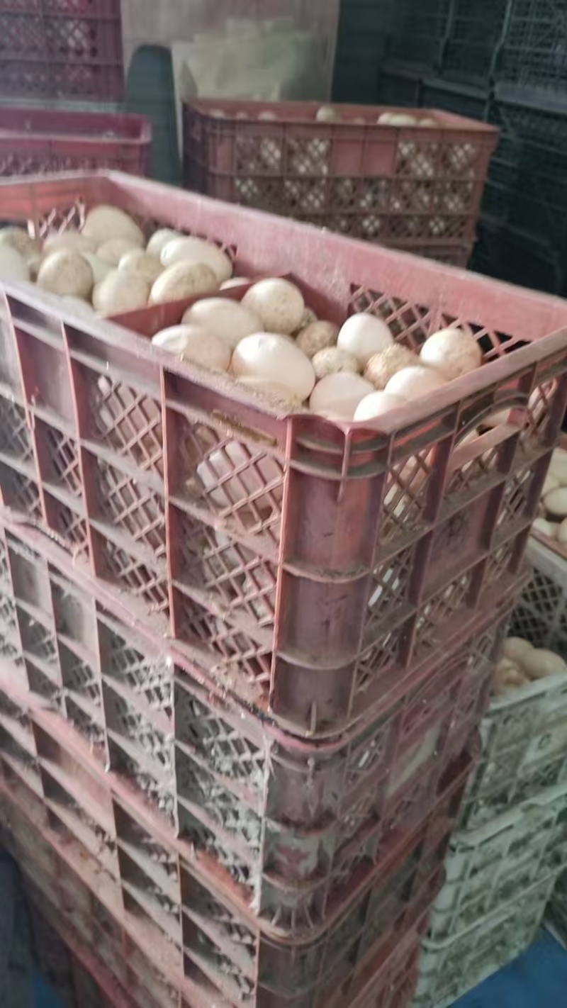 鲜鸭蛋裂纹蛋破壳蛋货源充足量大从优欢迎联系品好
