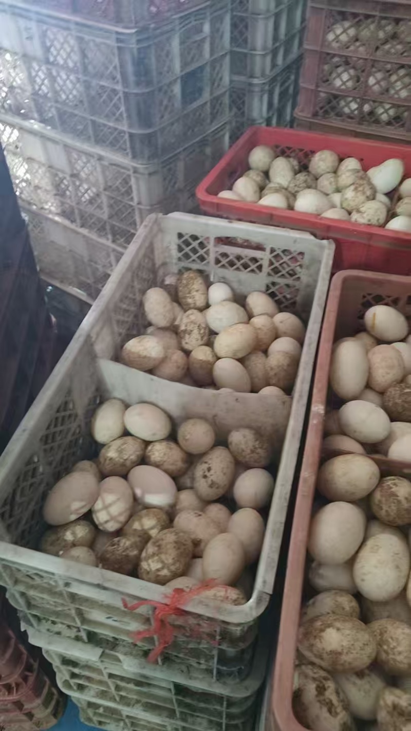 鲜鸭蛋裂纹蛋破壳蛋货源充足量大从优欢迎联系品好