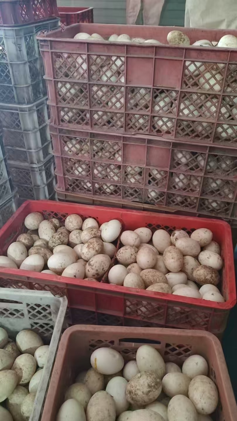 鲜鸭蛋裂纹蛋破壳蛋货源充足量大从优欢迎联系品好