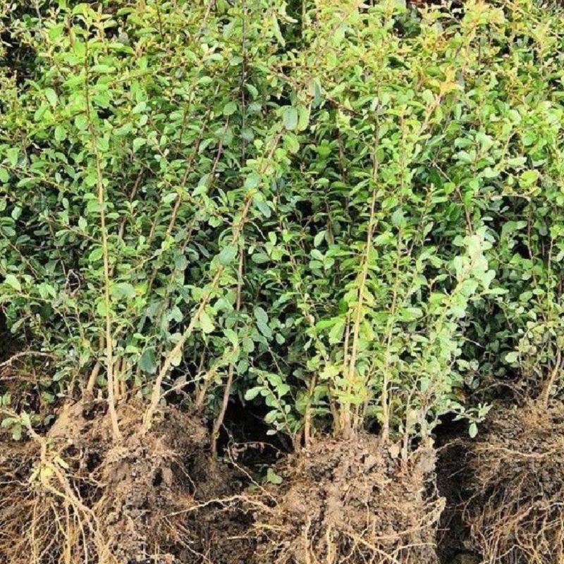 基地火棘批发火棘球各种规格火棘低价直发销售