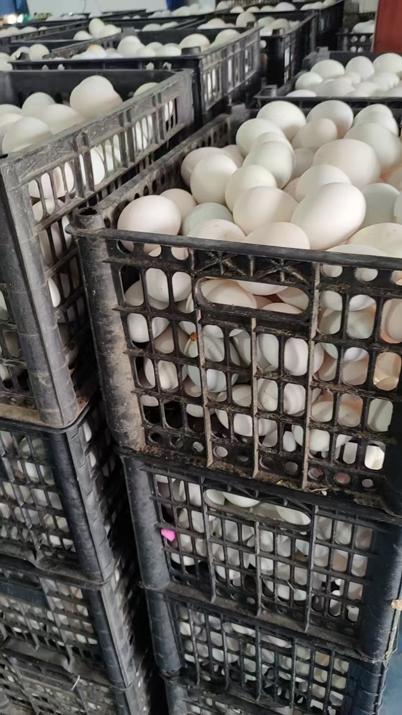 鲜鸭蛋散黄鸭蛋白皮鸭蛋货源充足量大从优欢迎联系