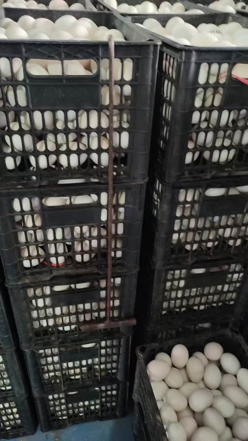 鲜鸭蛋散黄鸭蛋白皮鸭蛋货源充足量大从优欢迎联系