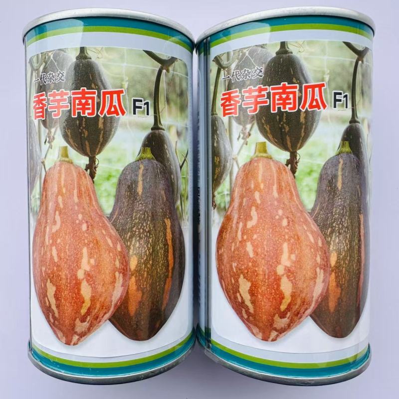 一代杂交香芋南瓜种子味甜肉厚有香芋味南瓜种籽软糯香甜春秋