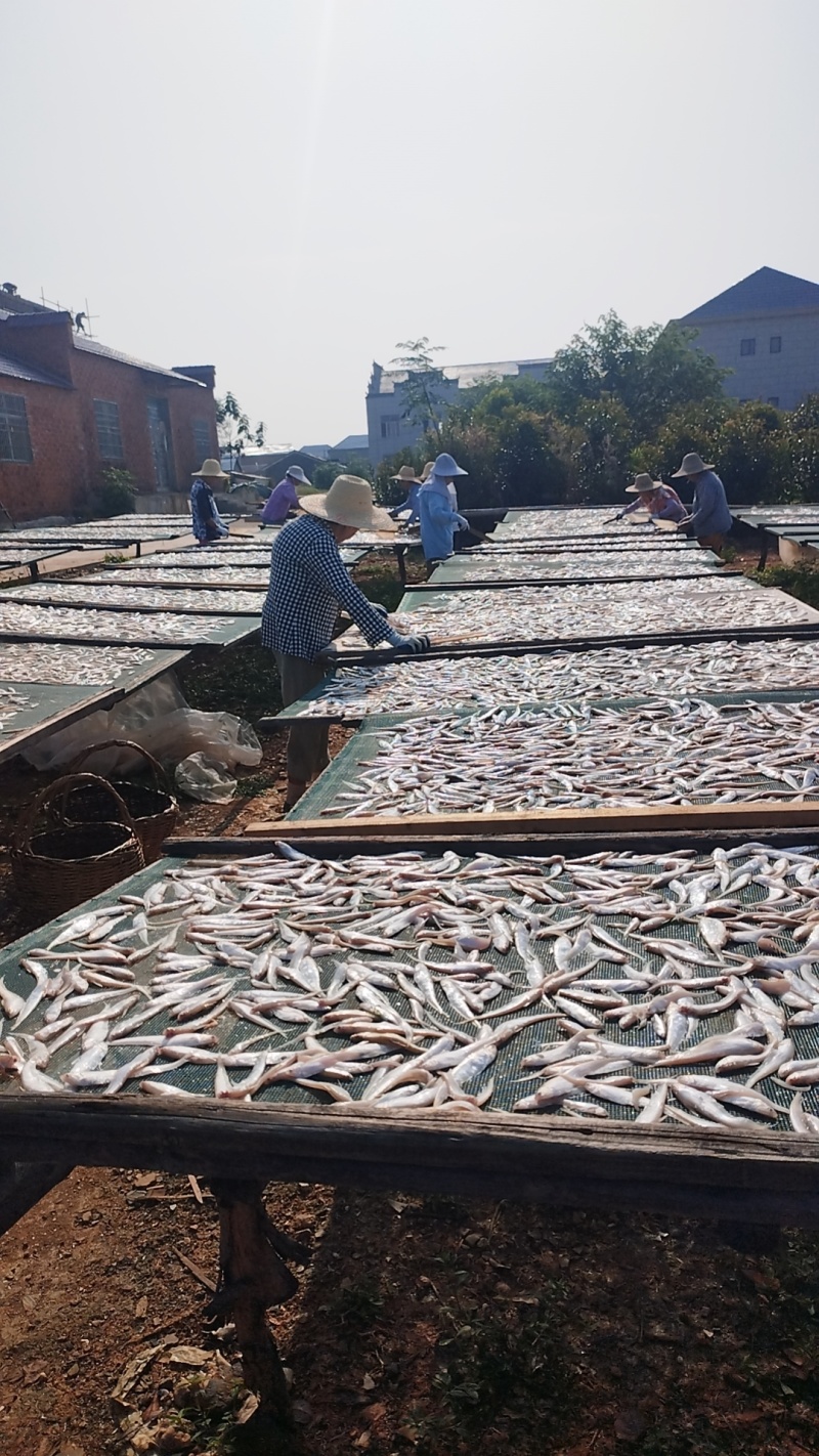 江西油炸小刁子鱼，对接全国市场，支持视频看货