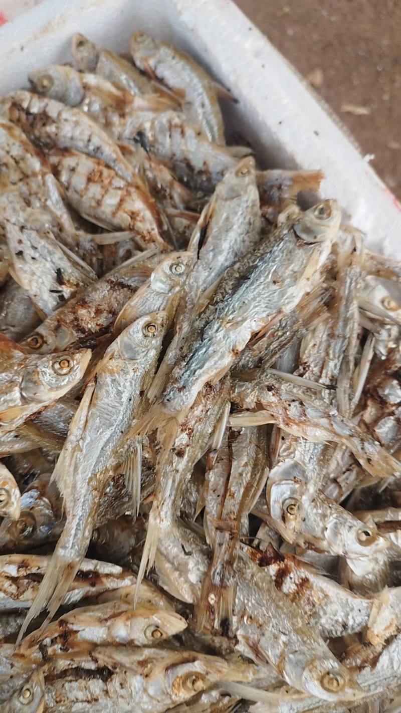江西油炸小刁子鱼，对接全国市场，支持视频看货