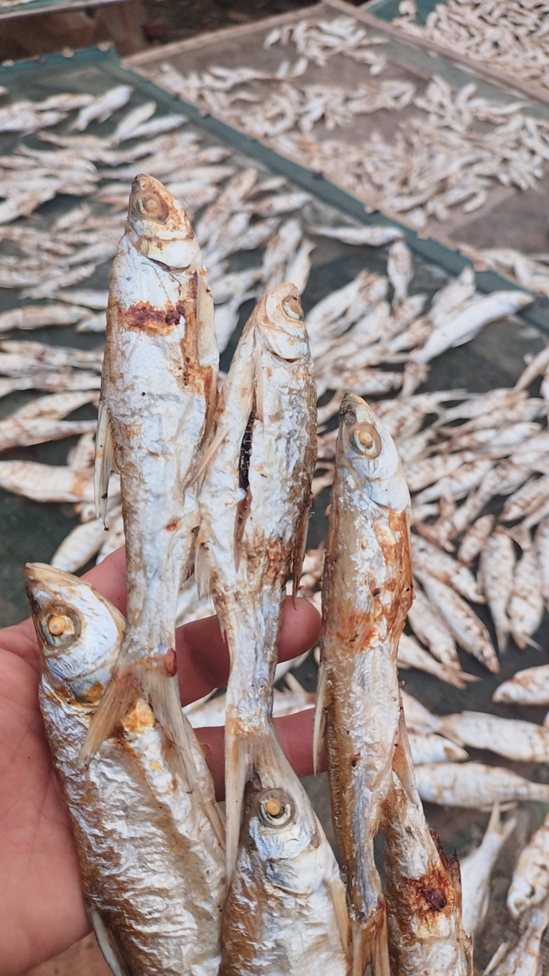 江西油炸小刁子鱼，对接全国市场，支持视频看货