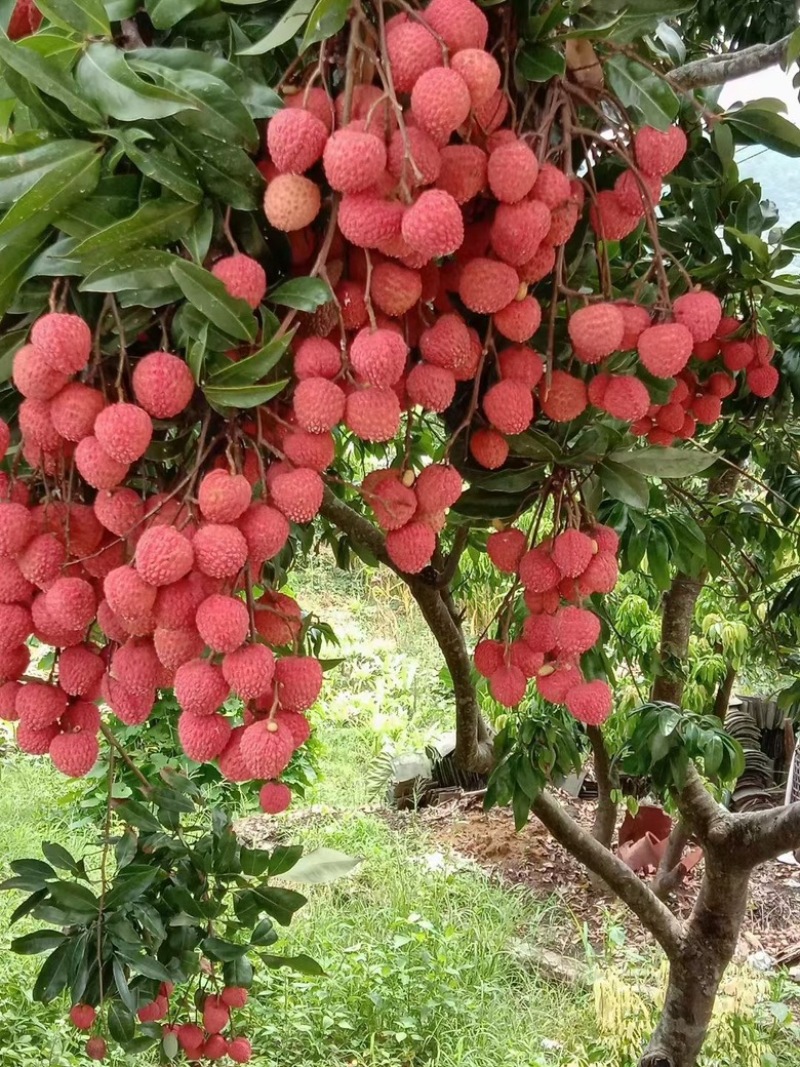 广东高州优质桂味荔枝，清甜爽口带有淡淡的桂花香味