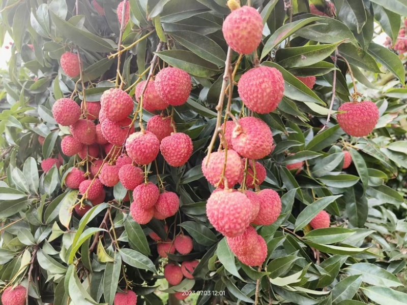 广东高州优质桂味荔枝，清甜爽口带有淡淡的桂花香味