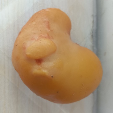 鸡宝