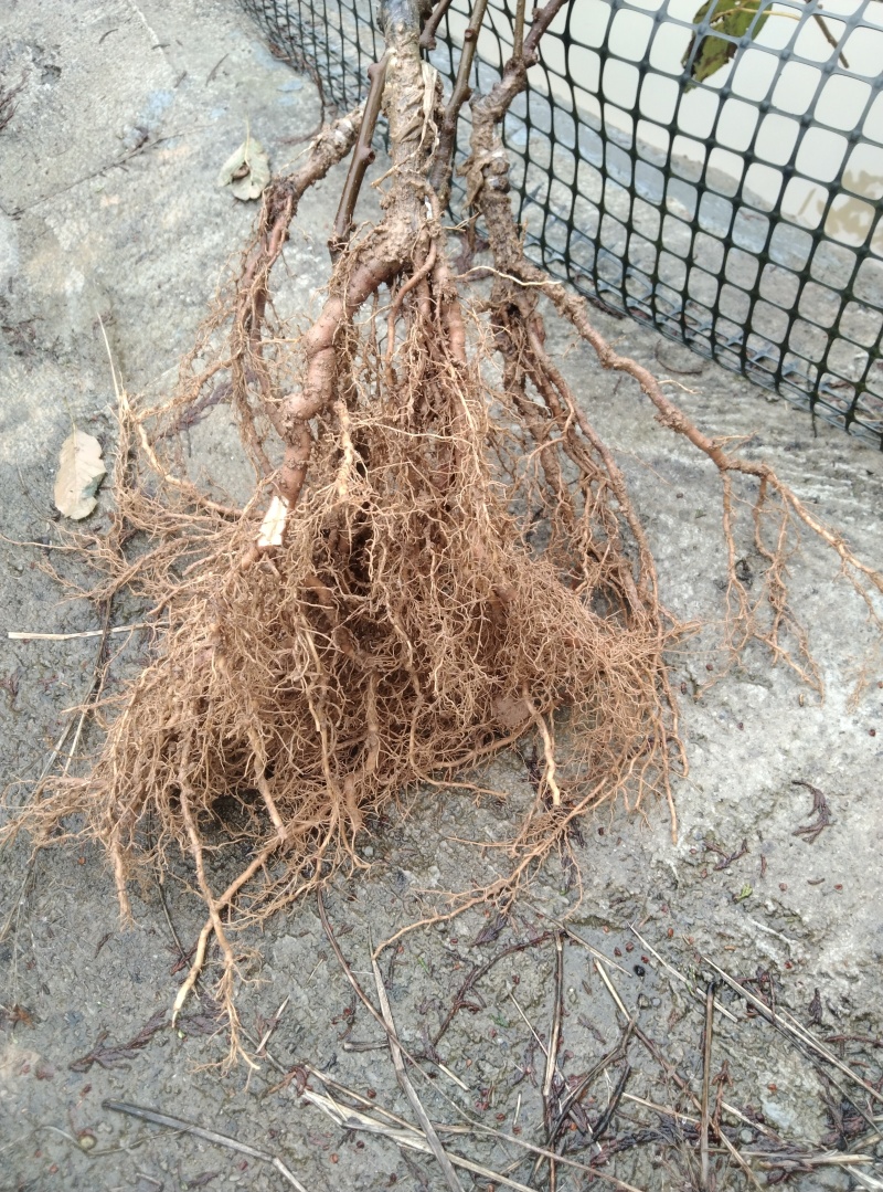 红心猕猴桃树苗