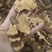 【麸炒白术】大选片无走油货真价实量大从优