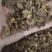 【黄芩】山西枯芩过筛货有空心干净无杂质