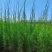 木麻黄马尾松驳骨树常绿乔木沿海防护林大山沙漠耐干旱守护树