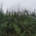 木麻黄马尾松驳骨树常绿乔木沿海防护林大山沙漠耐干旱守护树