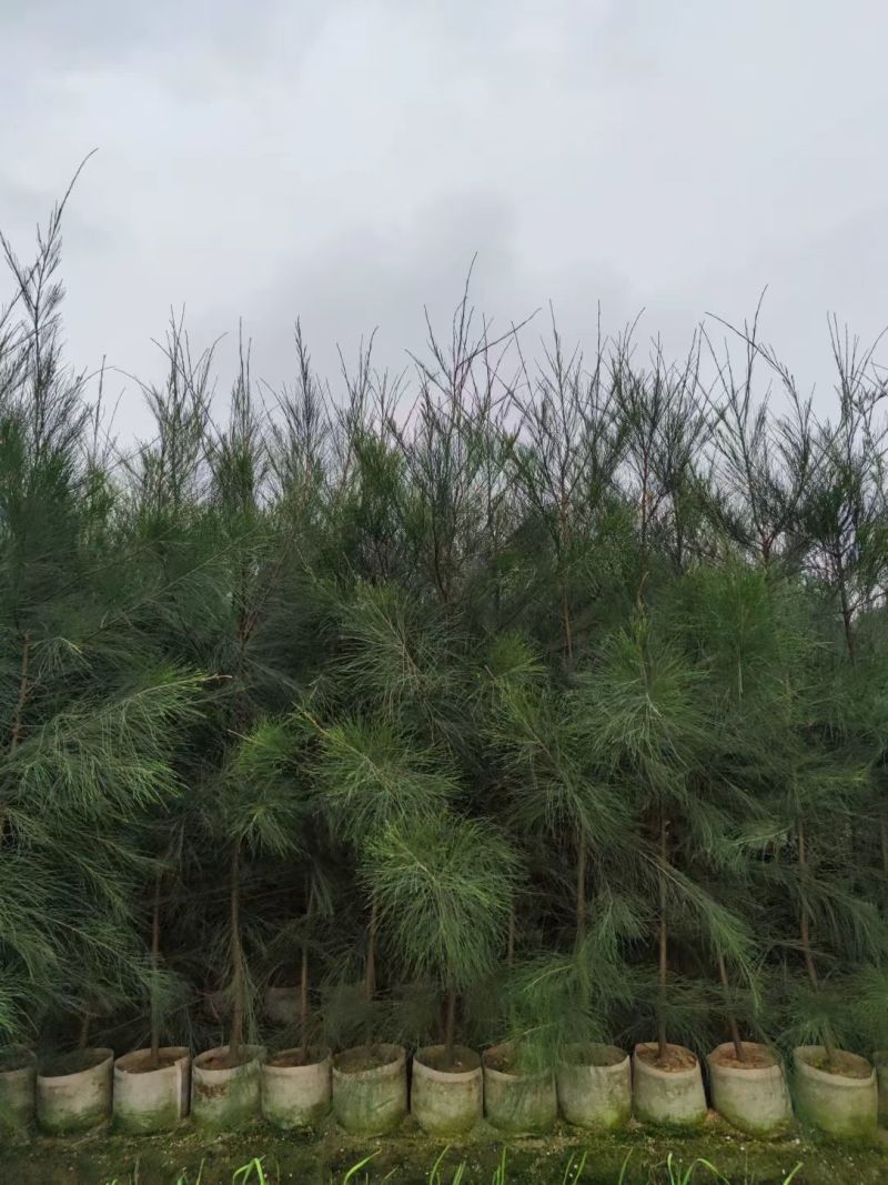 木麻黄马尾松驳骨树常绿乔木沿海防护林大山沙漠耐干旱守护树