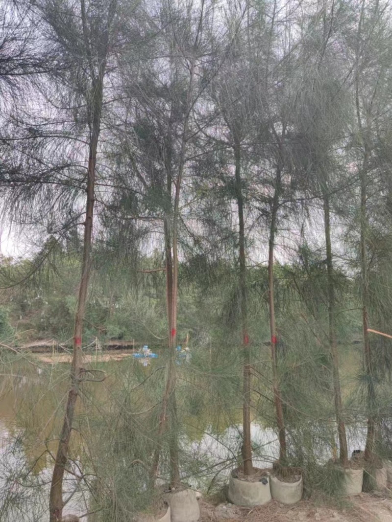 木麻黄马尾松驳骨树常绿乔木沿海防护林大山沙漠耐干旱守护树