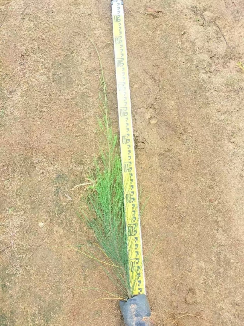 木麻黄马尾松驳骨树常绿乔木沿海防护林大山沙漠耐干旱守护树