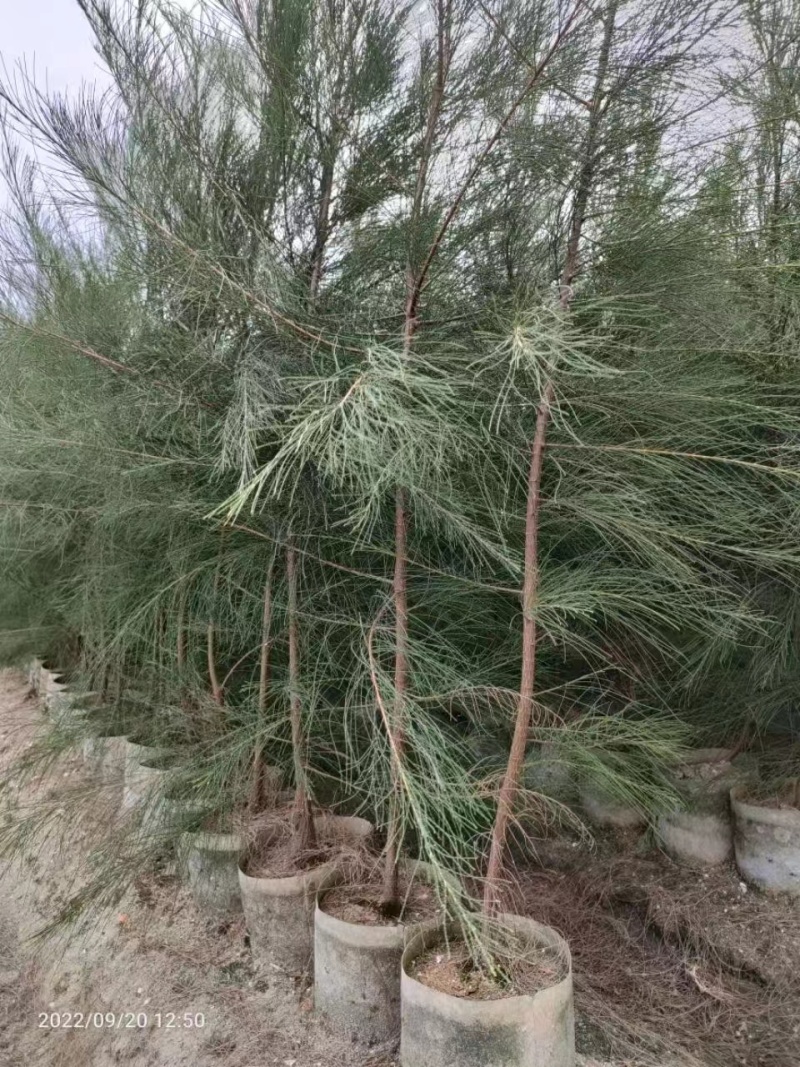 木麻黄马尾松驳骨树常绿乔木沿海防护林大山沙漠耐干旱守护树