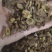 【黄芩】山西枯芩过筛货有空心干净无杂质