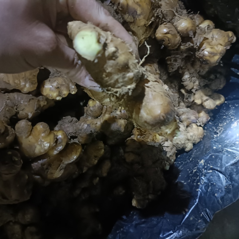 云南建水中黄姜种源头好货抗病力强青苗库存