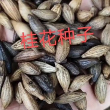 桂花种子浓香四季播种开花易活阳台