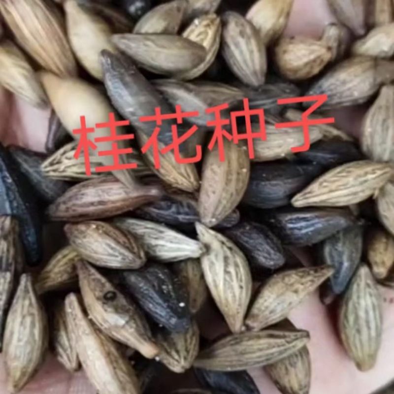 桂花种子浓香四季播种开花易活阳台