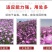 麦仙翁种子麦毒草花期长春季四季播花坛花境庭院景观花卉道路