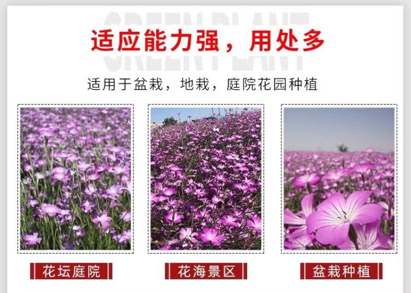 麦仙翁种子麦毒草花期长春季四季播花坛花境庭院景观花卉道路