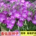 麦仙翁种子麦毒草花期长春季四季播花坛花境庭院景观花卉道路