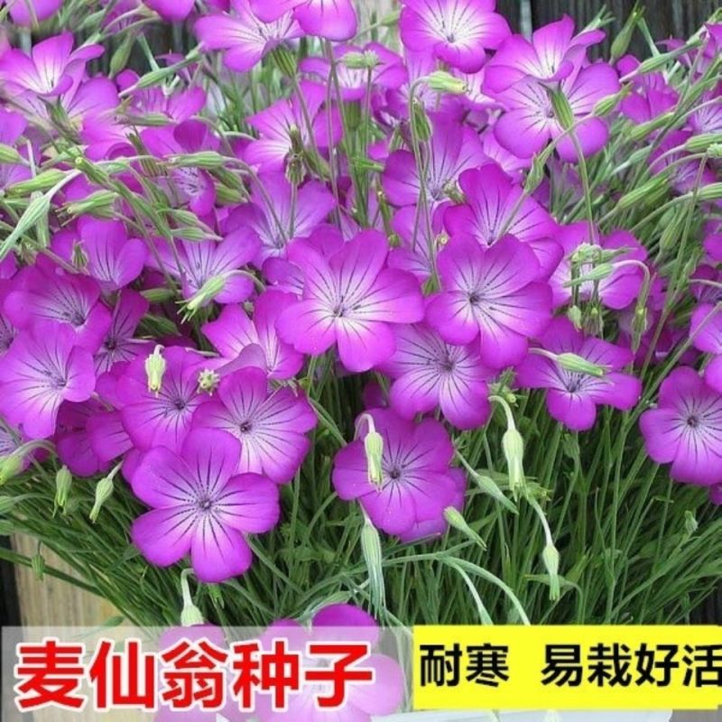 麦仙翁种子麦毒草花期长春季四季播花坛花境庭院景观花卉道路