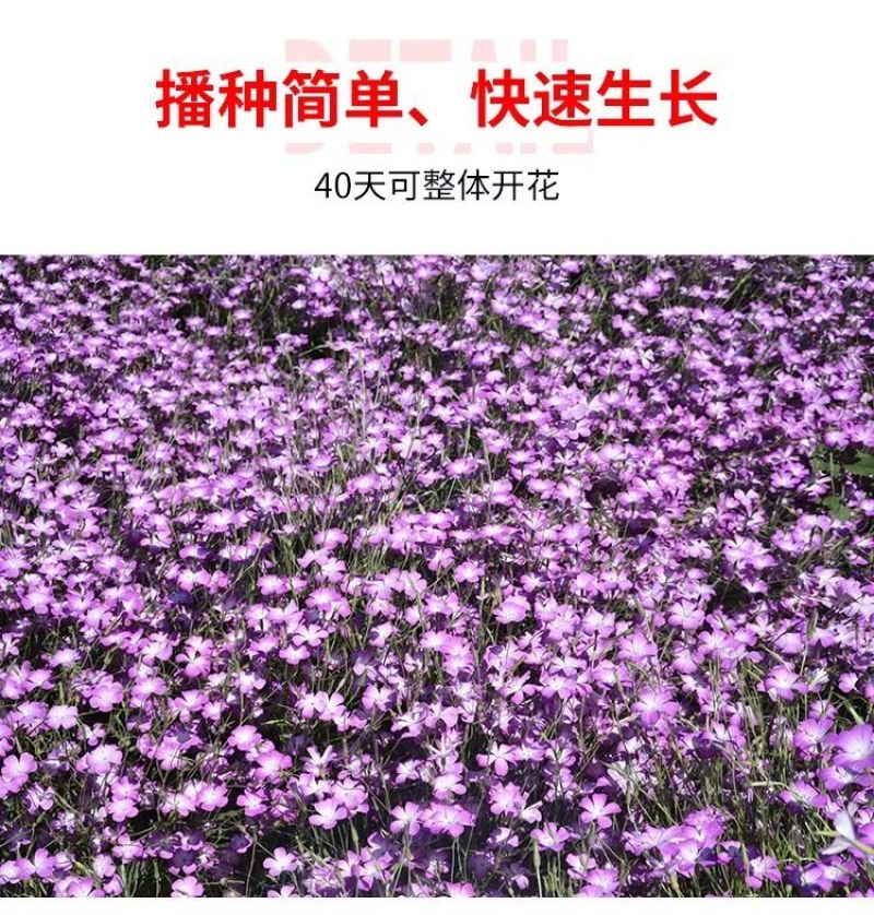 麦仙翁种子麦毒草花期长春季四季播花坛花境庭院景观花卉道路