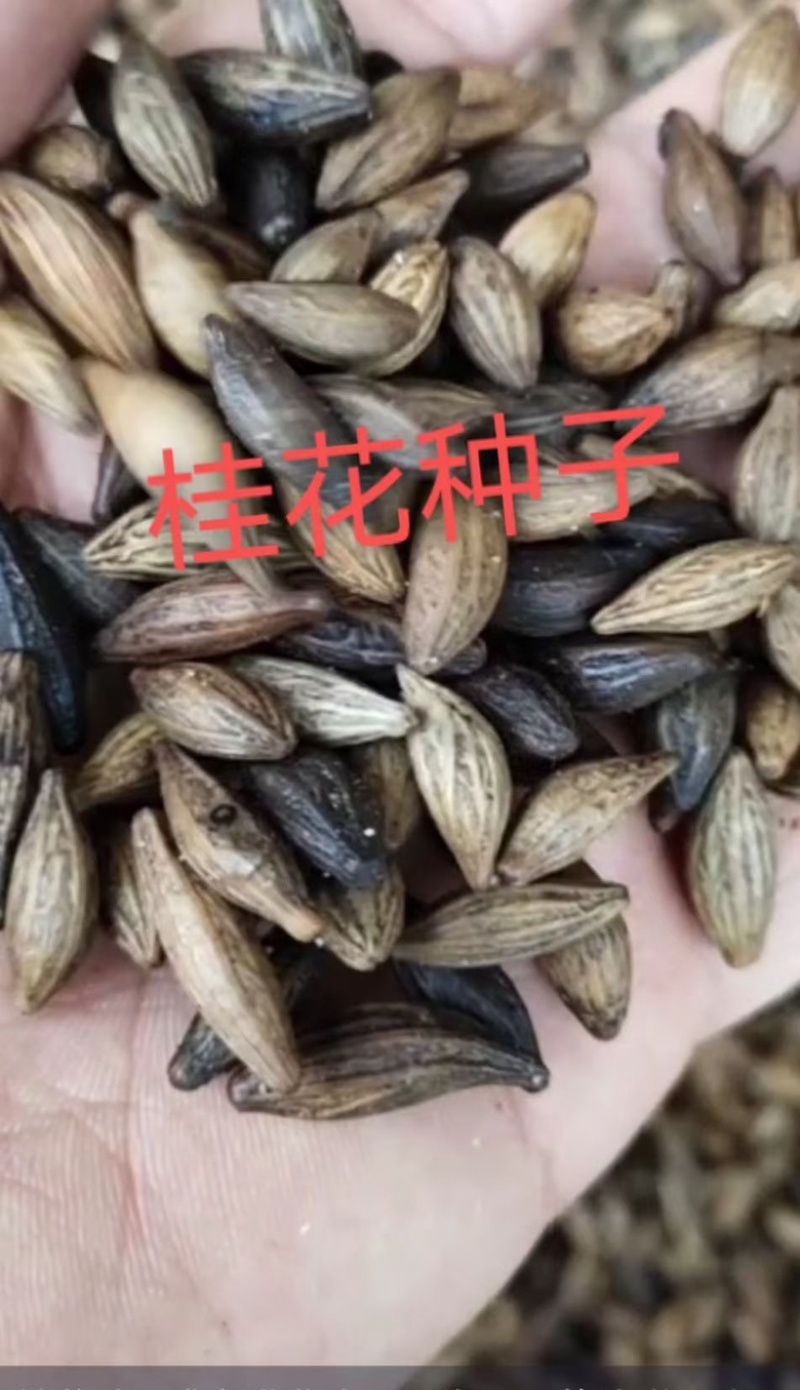 桂花种子浓香四季播种开花易活阳台