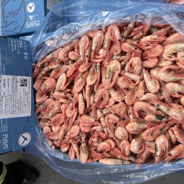 美人鱼北极虾甜虾籽虾元宝虾180+M新到港颜色红鲜度好