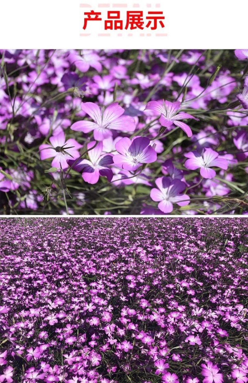 麦仙翁种子麦毒草花期长春季四季播花坛花境庭院景观花卉道路